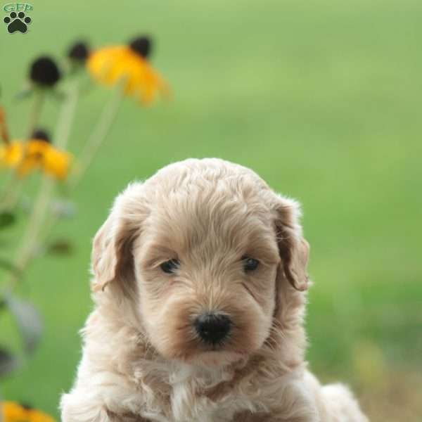 Felix, Maltipoo Puppy